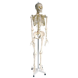 LM1001人体全身骨骼模型
