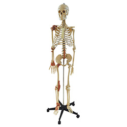 LM1004人体骨骼附关节韧带模型