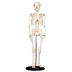 LM1006人体全身骨骼模型