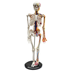 LM1007人体全身骨骼附主要动脉和神经分布