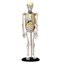 LM1009人体骨骼与内脏关系模型
