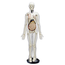 LM1010人体体表、人体骨骼与内脏关系模型