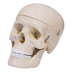 LM1013三部分头颅骨模型