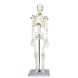 LM1021人体全身骨骼模型
