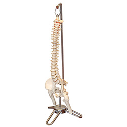 LM1031枕骨脊柱、骨盆、股骨头和脊神经解剖模型