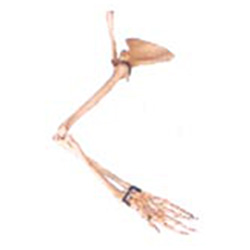 LM1041手臂骨、肩胛骨、锁骨模型