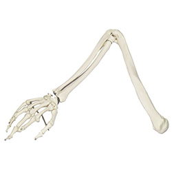 LM1042手臂骨模型