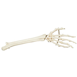 LM1043手掌骨带尺骨和桡骨模型