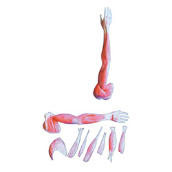 LM1064-1上肢肌肉解剖