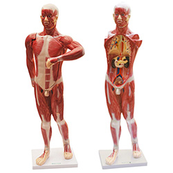 LM1068 人体肌肉及胸腹腔脏器解剖模型