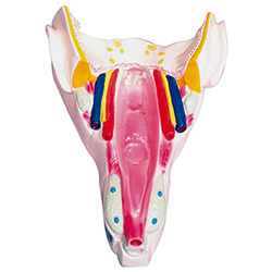 LM1079 咽喉壁肌模型
