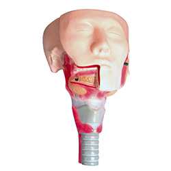LM1080 唾液腺及咽肌解剖模型