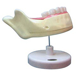 LM1104 下颌乳牙解剖