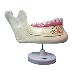 LM1105 下颌恒牙解剖