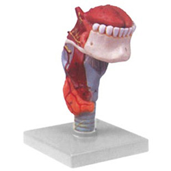 LM1118  喉连舌、牙模型