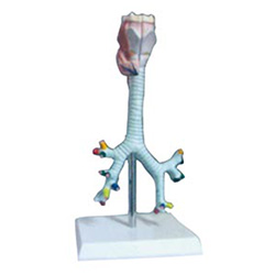 LM1123 喉、气管、支气管及肺段支气管解剖模型