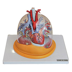 LM1126 透明肺、气管、支气管连心脏模型