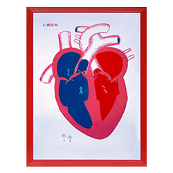 LM1160-14 心脏解剖(示血液流向)浮雕模型