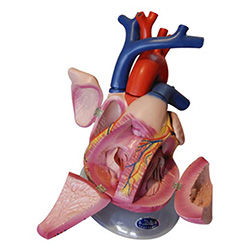 LM1161 心脏解剖
