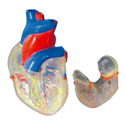 LM1166 透明心脏解剖