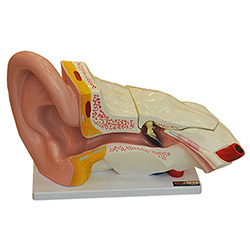 LM1179 耳 (外、中、内) 解剖