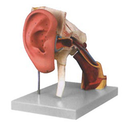 LM1181 耳结构放大模型
