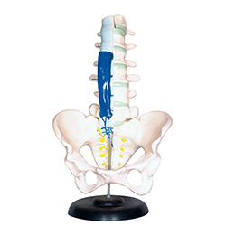 LM1205 腰骶椎解剖与脊神经关系模型