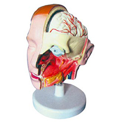 LM1266头解剖附脑模型(6部件)