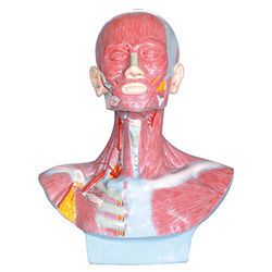 LM1276头、面、颈部解剖和颈外动脉配布