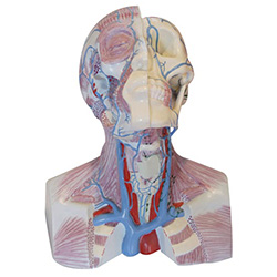 LM1283头颈胸静脉回流模型