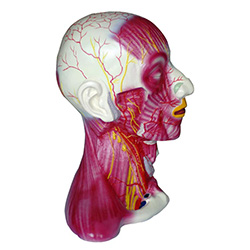 LM1286头颈部中层解剖模型