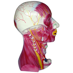 LM1287头颈部深层解剖模型