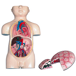 LM2062  胎儿血液循环及胎盘模型胎盘示母体面，胎儿面