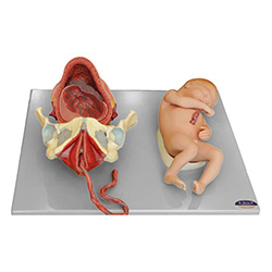 LM2064 足月胎儿分娩过程模型自然大