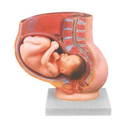 LM2074  骨盆含妊娠九个月胎儿模型