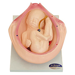 LM2080 胎儿妊娠发育过程