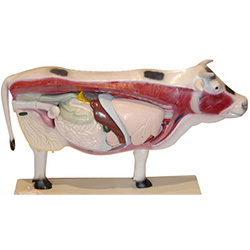 LM3051牛体示反刍胃模型