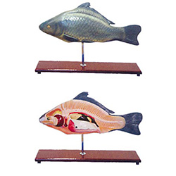 LM3056鱼解剖模型