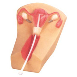 LM4072  女性宫内避孕器及训练模型